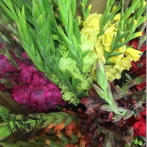 Gladiolas.jpg
