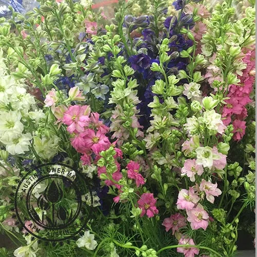 Larkspur.jpg