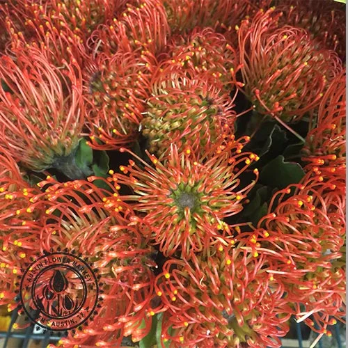 Pin Cushion Protea Austin Flower Market