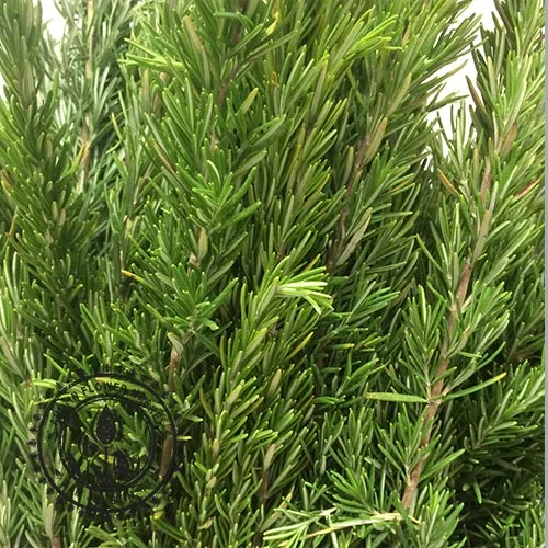 Rosemary.jpg