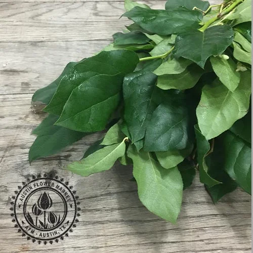 Salal.jpg