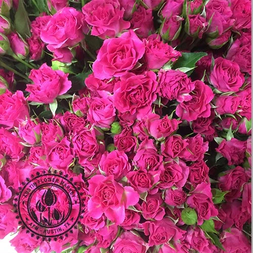 Spray-Roses2.jpg