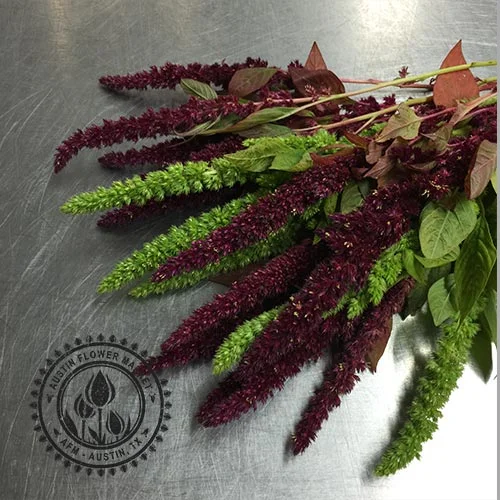 Upright-Amaranthus.jpg