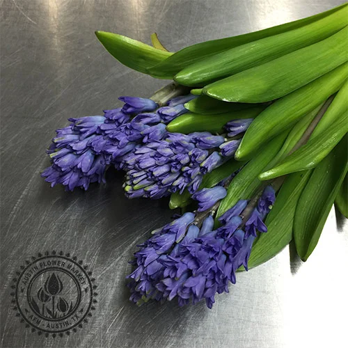 hyacinth.jpg