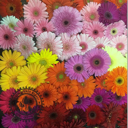 Gerbera-Daisy-Tray.jpg