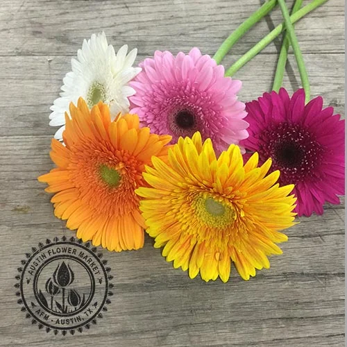Gerbera-Daisy2.jpg