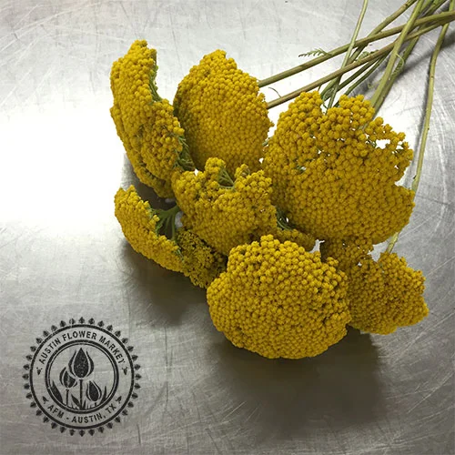 yarrow.jpg