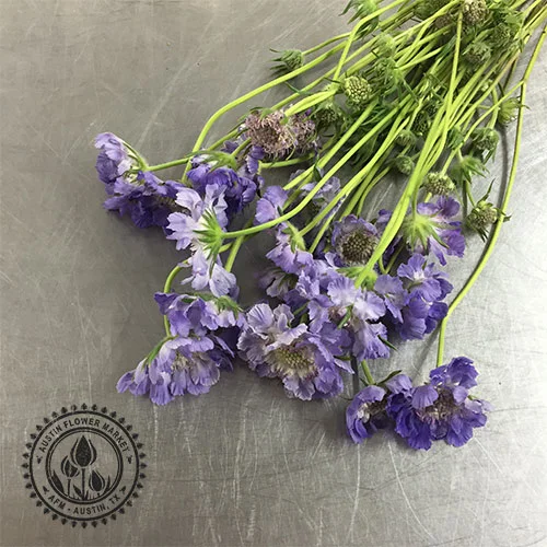 scabiosa.jpg