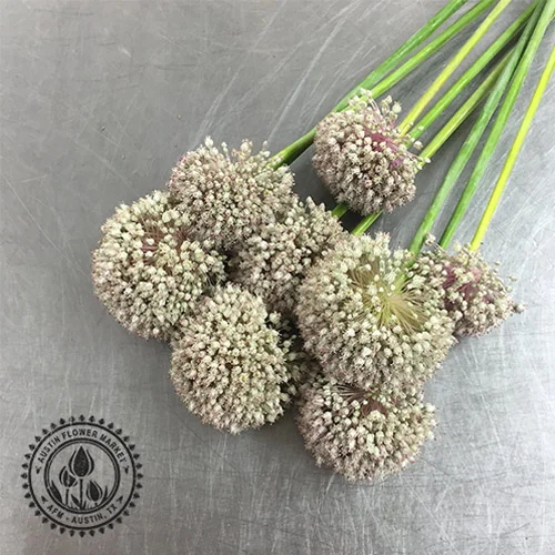 allium.jpg