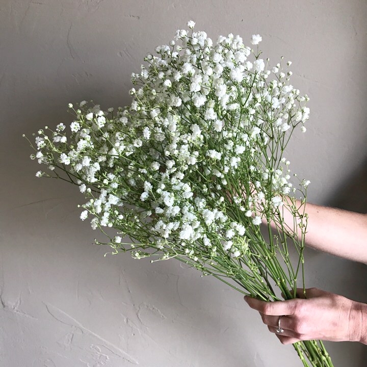 How to Grow Baby's Breath and Use it in Arrangements
