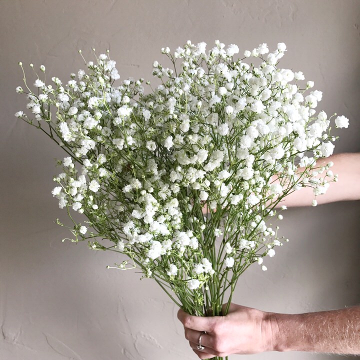 BABY'S BREATH — AUSTIN FLOWER MARKET