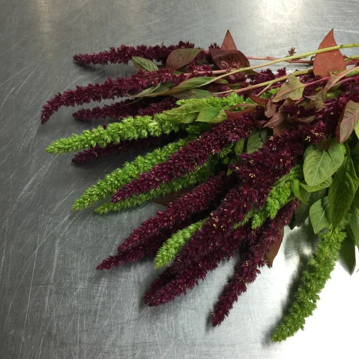 AMARANTHUS