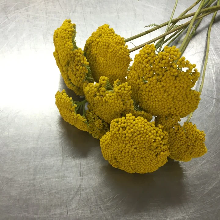 YARROW