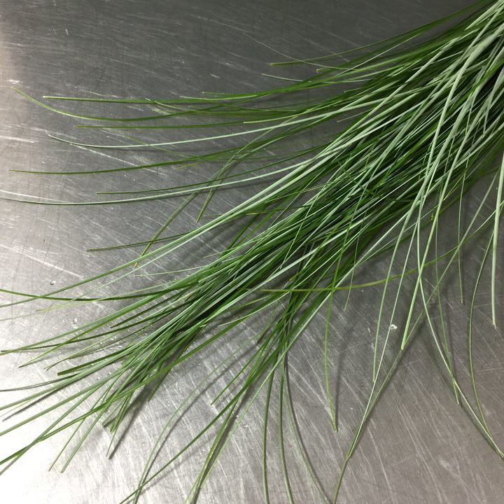BEAR GRASS