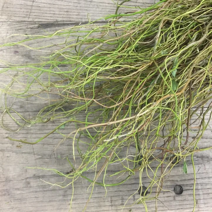 CURLY WILLOW