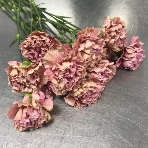 CARNATIONS