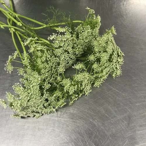 QUEEN ANNE'S LACE
