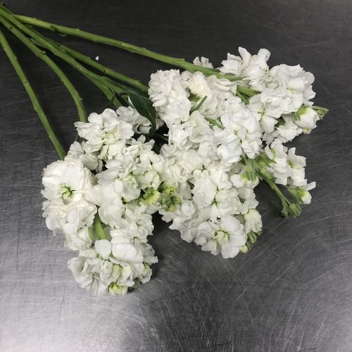 Working With: Baby's Breath — Wholesale Flower Market