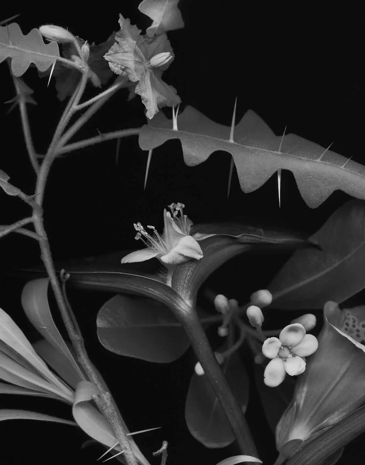 Solanum Pyracanthum and Wandering Jew