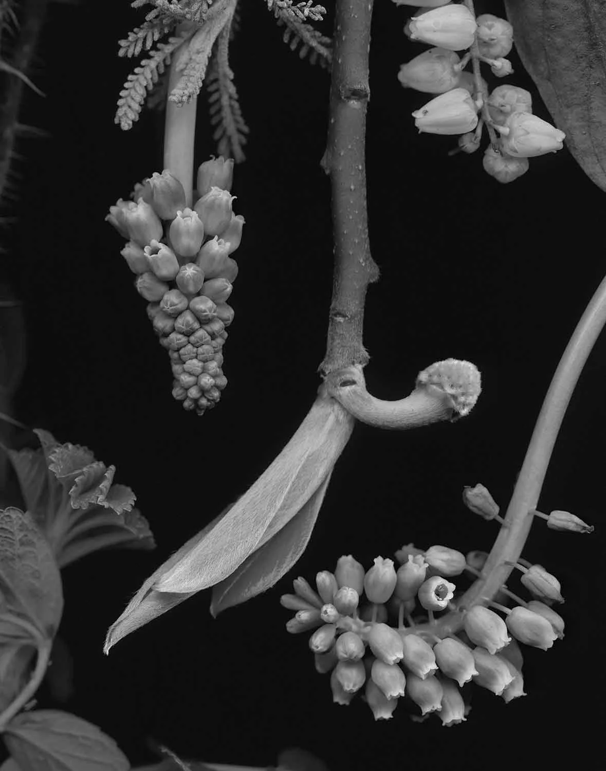 Edgeworthia