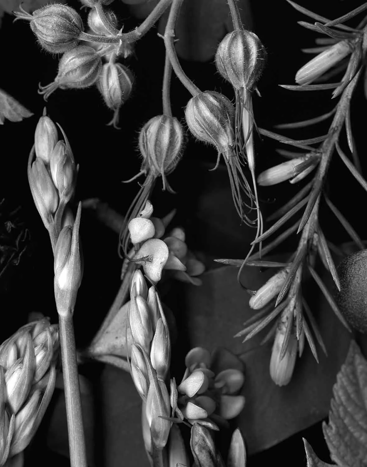 Wild Geranium Weed