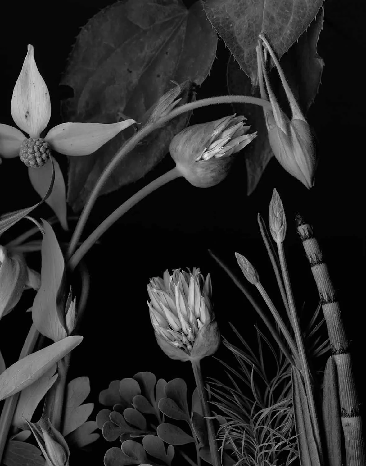 Snake Grass and Columbine