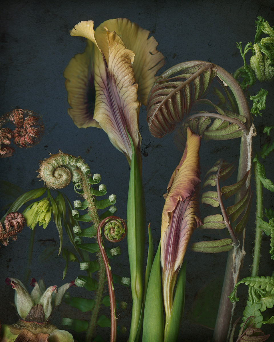Iris-peony-ferns.jpg