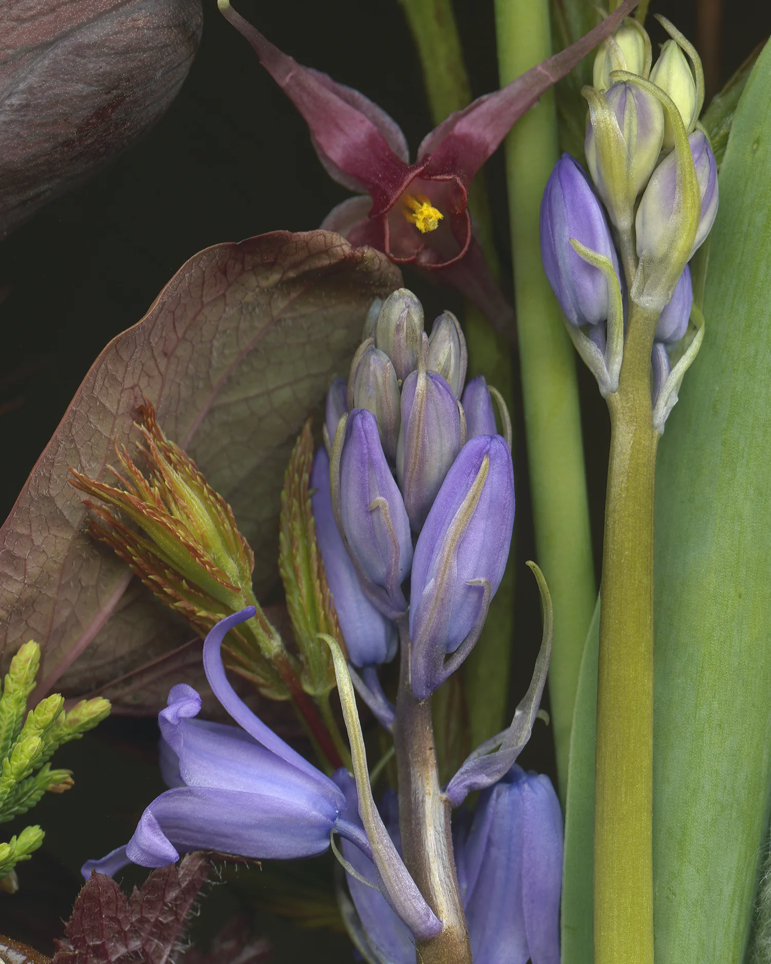 bluebell5x6.jpg