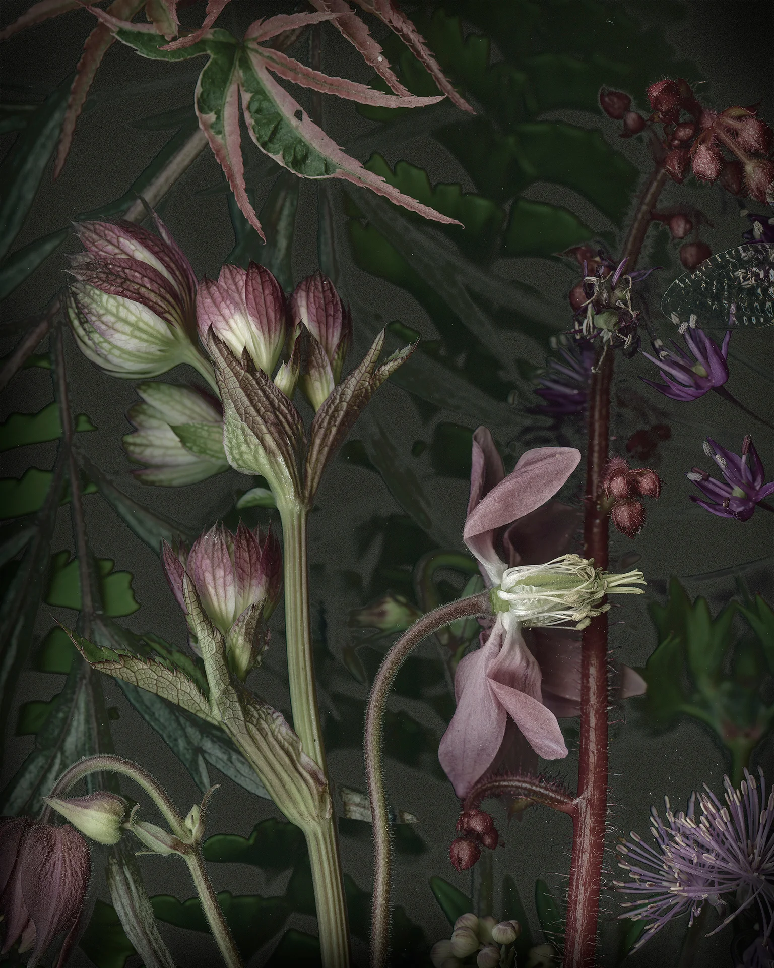 4_DS_PricklyColumbine.jpg