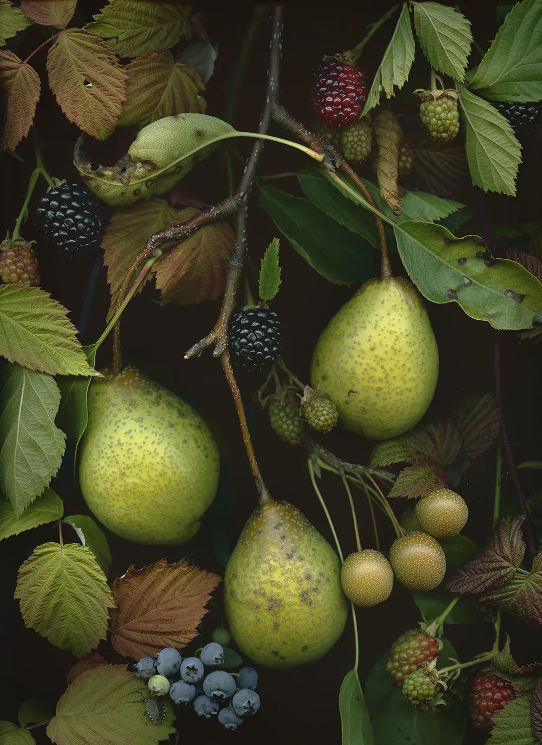 OSU pears web.jpg