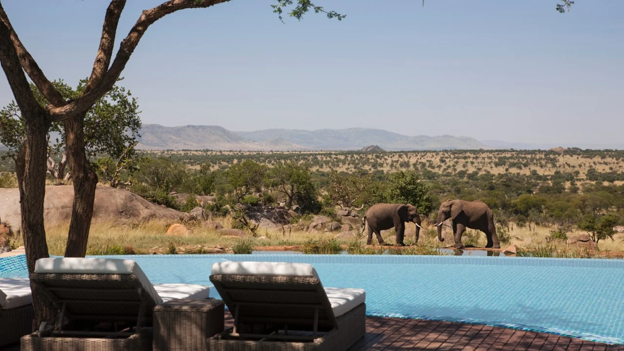 elephants poolside.jpeg