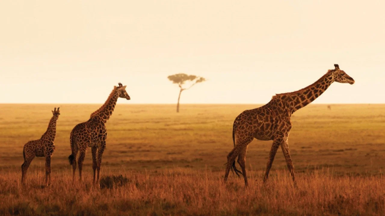 giraffes.jpeg