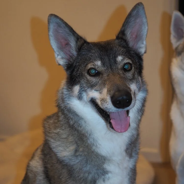 Sophie (Saxon Canis Venatici at White Elk) Birthday: December 31, 2010 Hips: BVA 6 DM: Clear by parentage DNA Analysis & Database Logging: Complete Eyes: OFA CAER Free of Observable Inherited Eye Disease