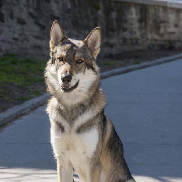Luchta (White Elk Luchta) Birthday: December 25, 2014 Hips: BVA 1 Elbows: BVA 0 DM: Clear by parentage DNA Analysis & Database Logging: Complete Eyes: OFA CAER Free of Observable Inherited Eye Disease Certificate of Entirety: Complete