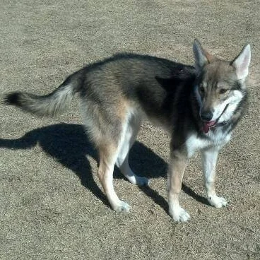 Ellie (White Elk Amelia Earhart)