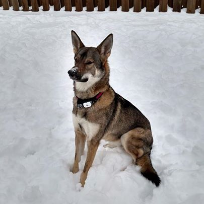 Freyja (White Elk Sally Ride)