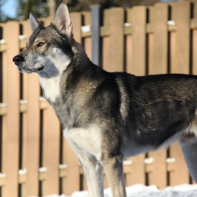 Sire: Darwin (J&J Devil of Piru at Hawthorne)
