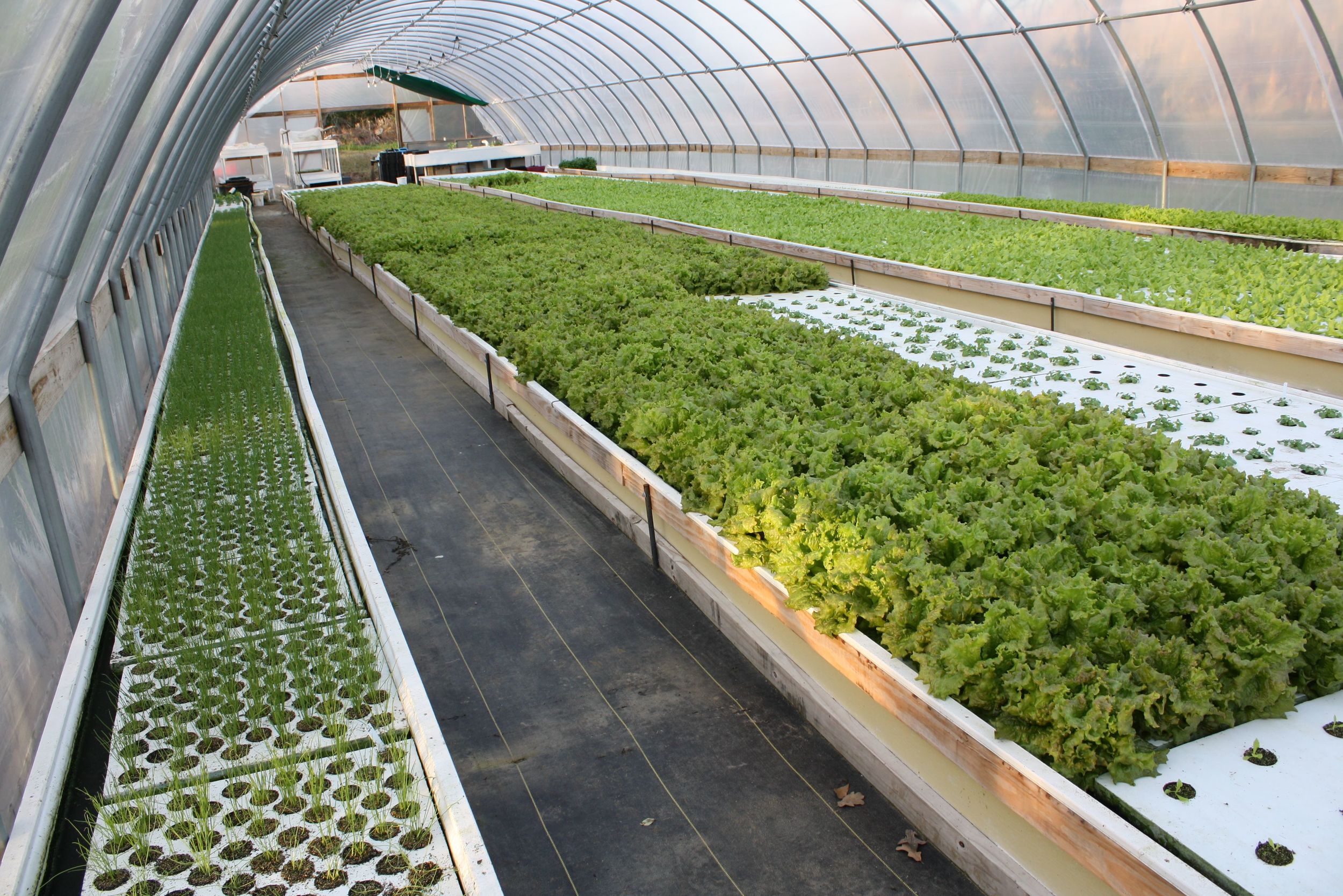 Greenhouse.jpg