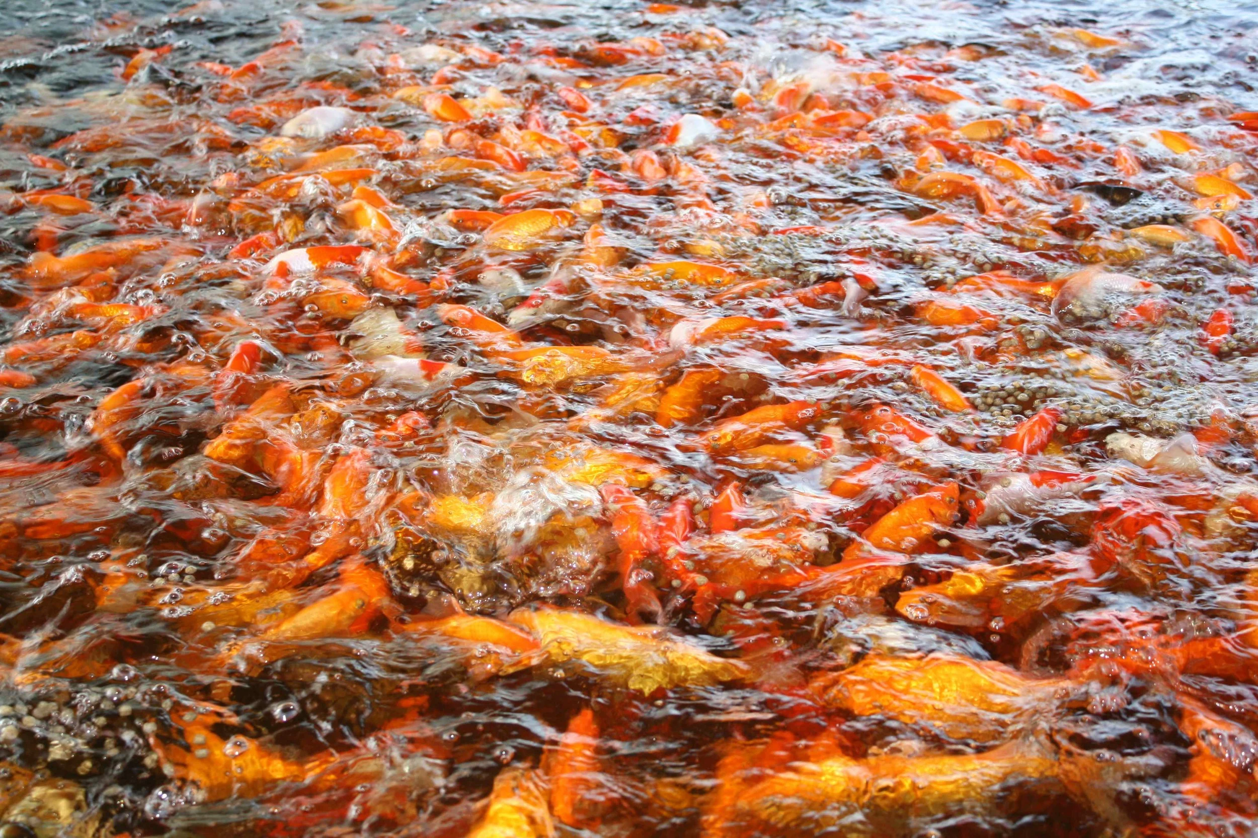 It's all about the fish