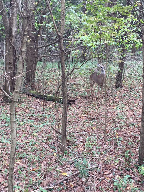 We made a buddy with a cute little deer 