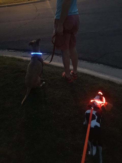 Terrible picture quality, but I love their glow collars for our night walks! 