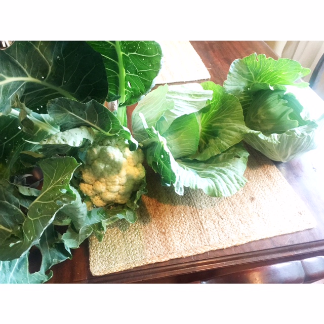 Cabbage and Cauliflower from the Garden