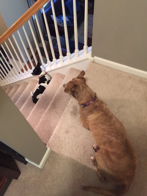 Just because they ,make me really happy and they were waiting on dad to get home from work! 