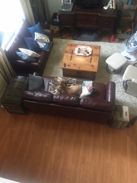 Dog humor for the week...she is not allowed in the couch and didn't seem concerned when I asked her to get down...OHHH Zo! haha 