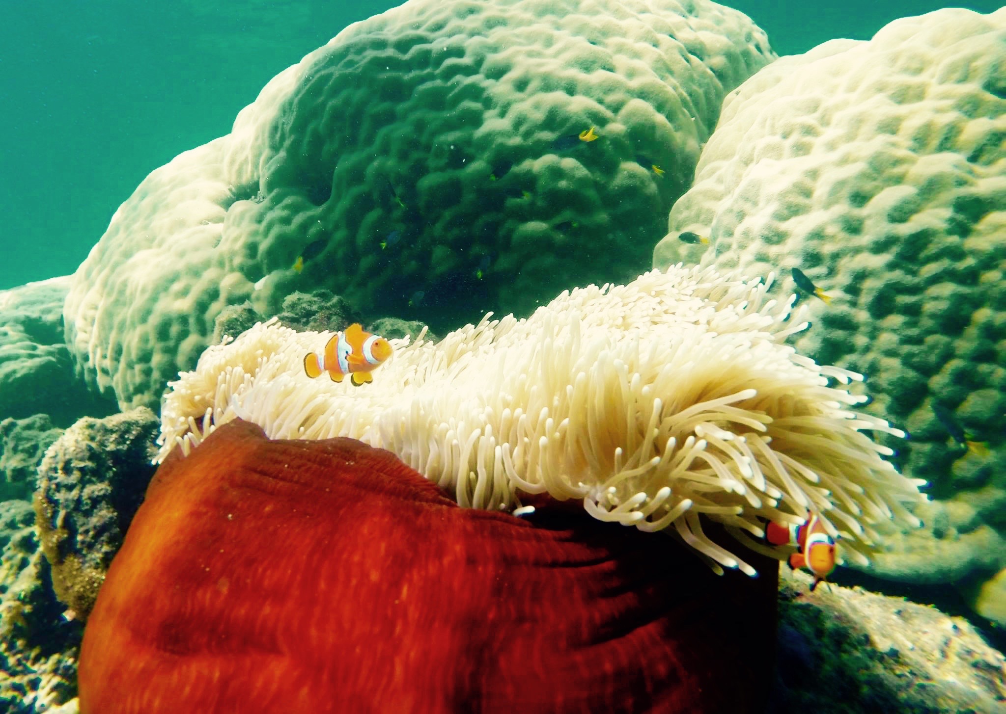 Clownfish at Dawsons Reef