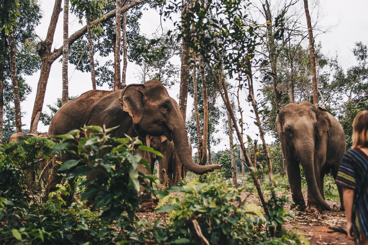 Chiang_Mai-85.jpg