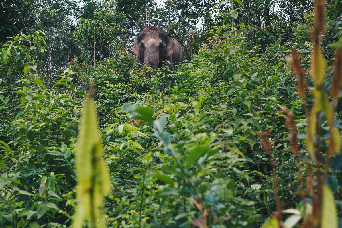 Chiang_Mai-106.jpg