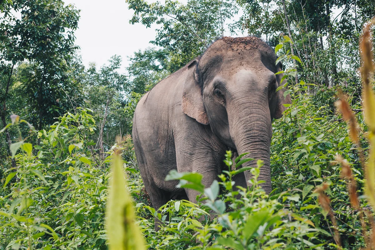 Chiang_Mai-107.jpg