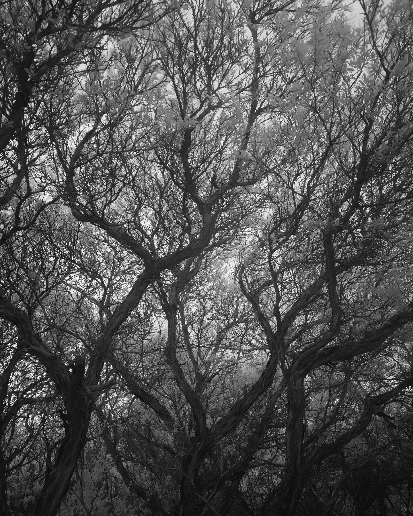 A quick creative trip with my students down to Wilsons Promontory (Wamoon).

An inspiring place full of beauty and terror (scary trees)

#landscapephotography