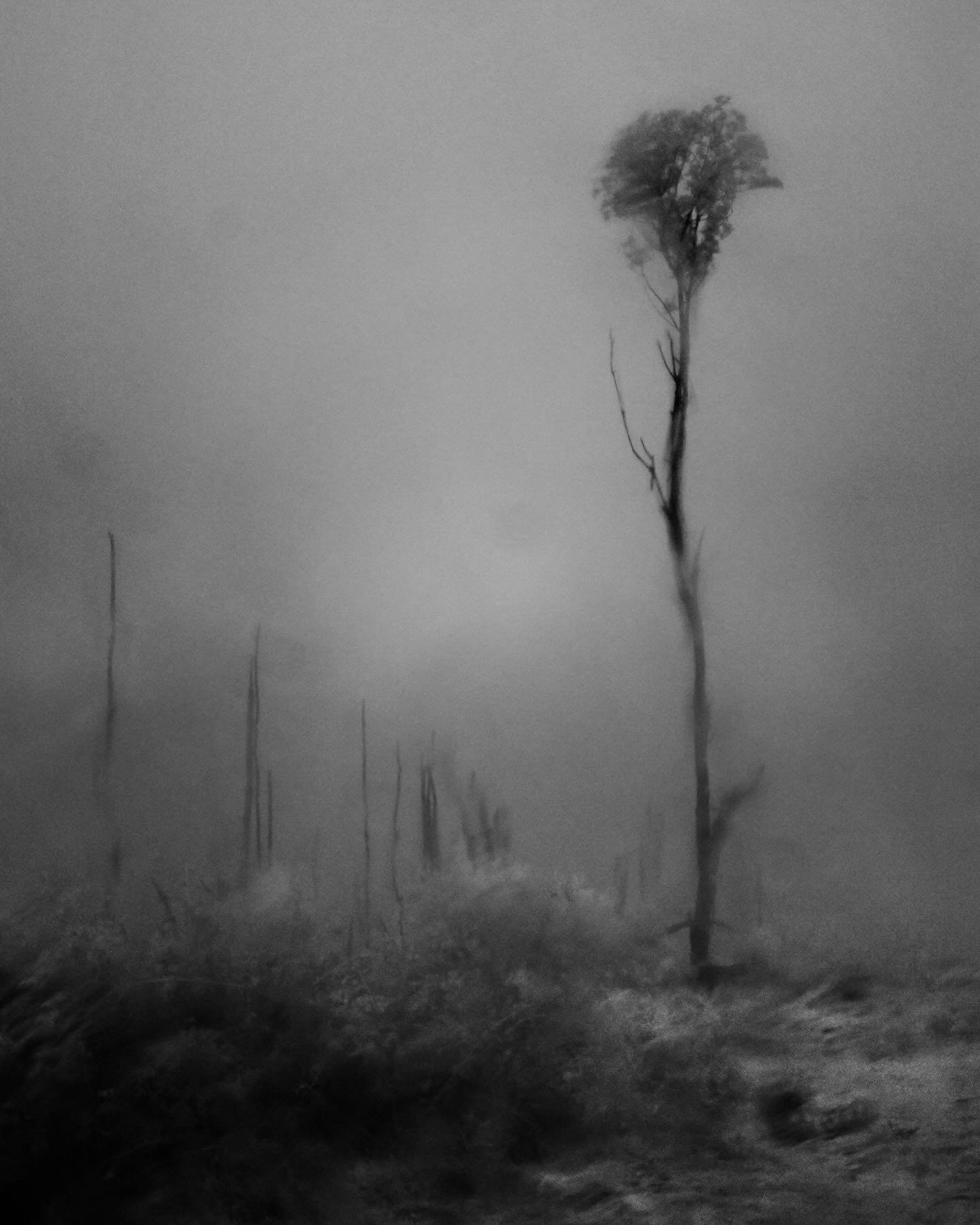 rage against the dying of the light.
dark and inky&hellip;
scroll to see full image

#infraredphotography 
#landscapephotography
